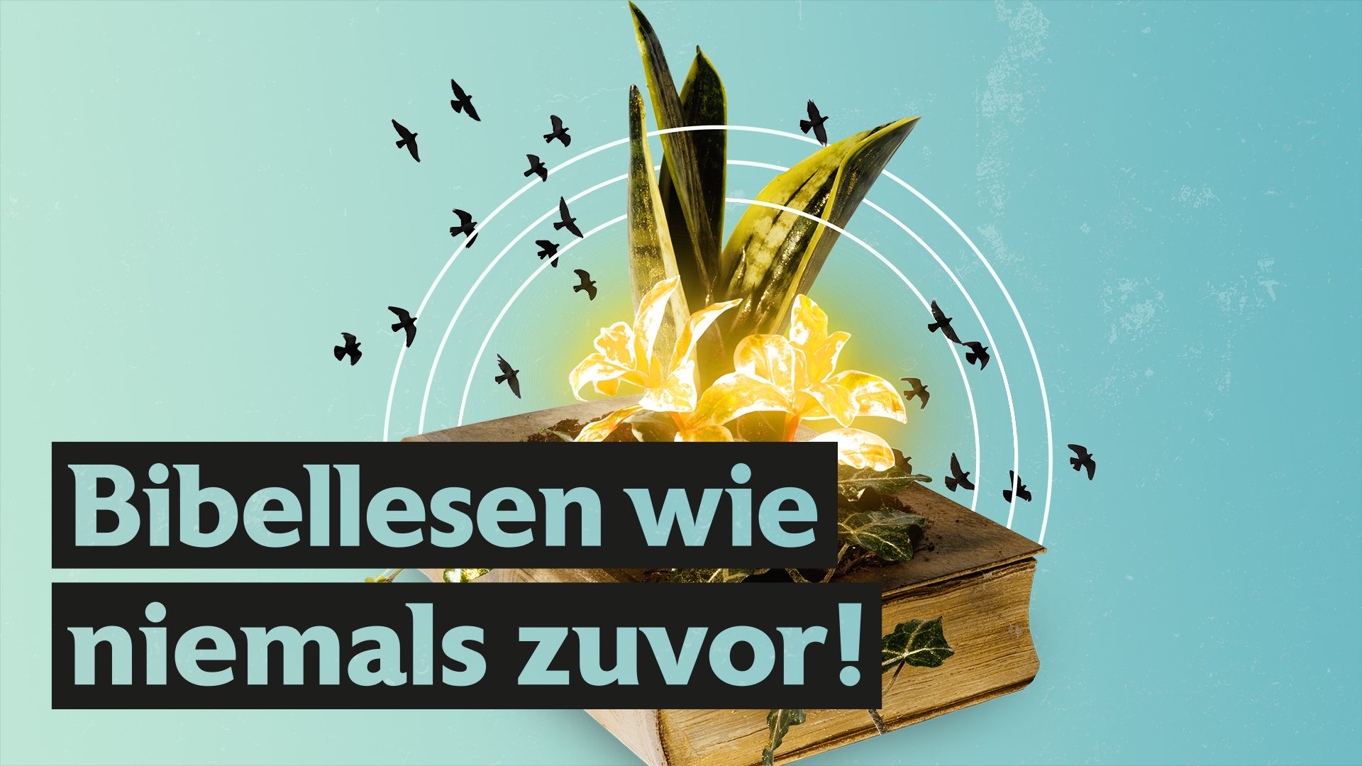 Die Bibel persönlich kostbar - Bibelnuggets aus dem Alltag